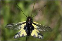 Libellen-Schmetterlingshaft (Libelloides coccajus), Gerhard Eppinger, Naturfotos, g-eppinger