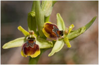 Kleine Spinnen-Ragwurz (Ophrys araneola), Gerhard Eppinger, Naturfotos, g-eppinger