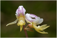 Blattloser Widerbart (Epipogium aphyllum), Gerhard Eppinger, Naturfotos, g-eppinger