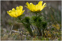 Frühlings-Adonisröschen (Adonis vernalis), Gerhard Eppinger, Naturfotos, g-eppinger