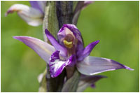 Violetter Dingel (Limodorum abortivum), Gerhard Eppinger, Naturfotos, g-eppinger