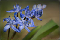Zweiblättriger Blaustern (Scilla bifolia), Gerhard Eppinger, Naturfotos, g-eppinger