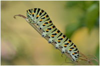 Schwalbenschwanz, Raupe (Papilio machaon), Gerhard Eppinger, Naturfotos, g-eppinger