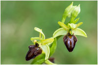 Spinnen-Ragwurz (Ophrys sphegodes), Gerhard Eppinger, Naturfotos, g-eppinger