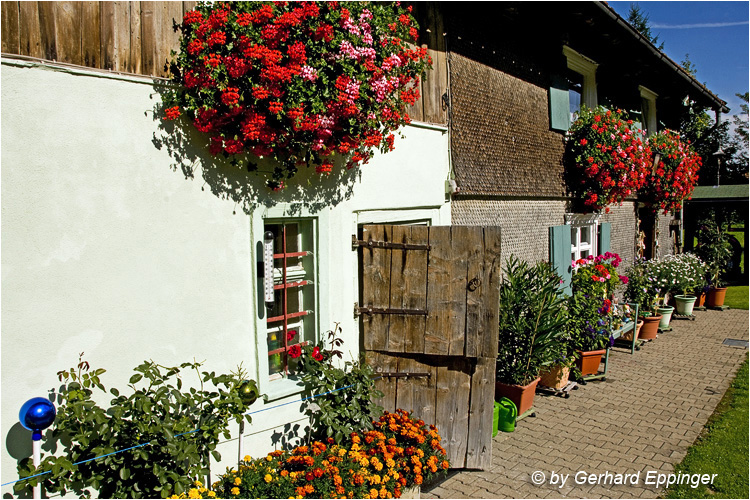 104601.jpg - Blumenschmuck im Allgäu