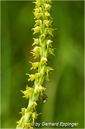 50454.jpg - Einknollige Honigorchis (Herminium monorchis)