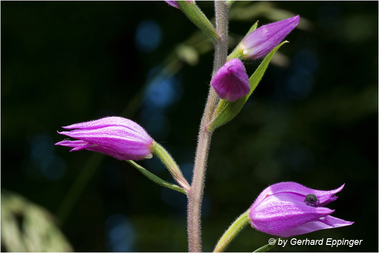 50610.jpg - Rotes Waldvöglein (Cephalanthera rubra)