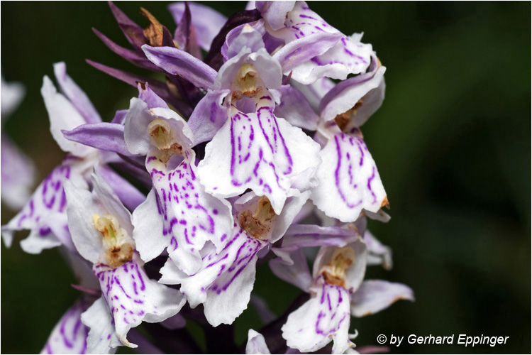 50665.jpg - Geflecktes Knabenkraut (Dactylorhiza maculata)