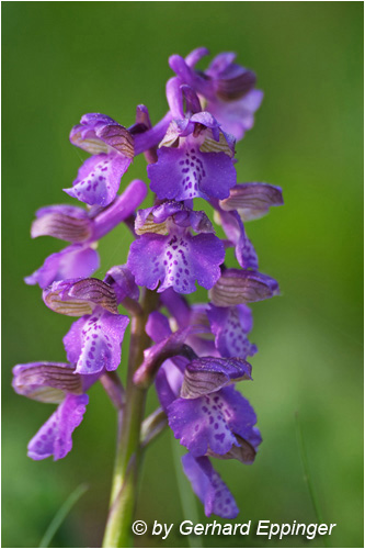 54423.jpg - Kleines Knabenkraut (Orchis morio)