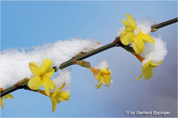 25757.JPG - Winter-Jasmin (Jasminum nudiflorum)