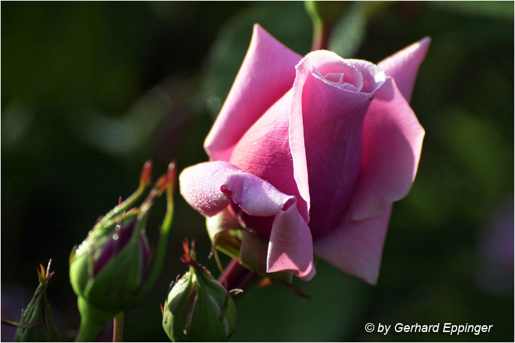 2604.JPG - Rosen (Rosaceae)