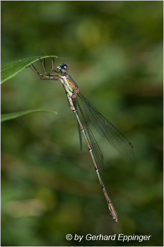 104585.jpg - Weidenjungfer (Chalcolestes viridis)