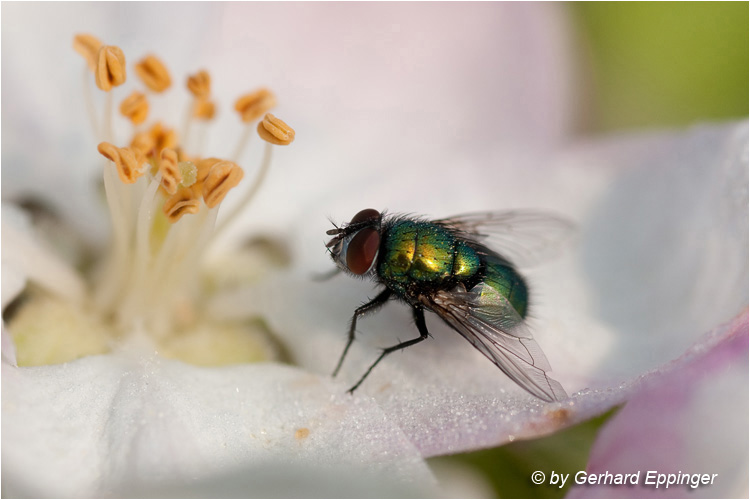 116621.jpg - Goldfliege (Lucilia sericata)