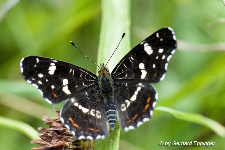 122733.jpg - Landkärtchen (Araschnia levana)
