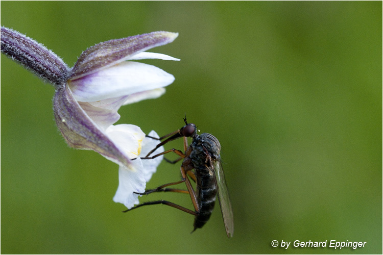 123109.jpg - Schwebfliegen (Syrphidae),