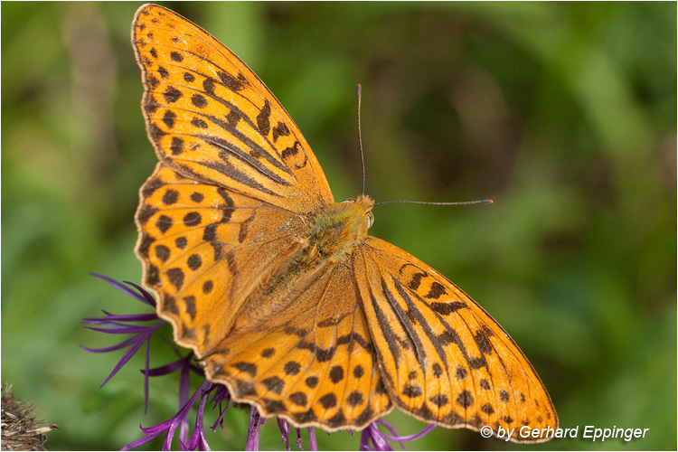 125269.jpg - Kaisermantel (Argynnis paphia)