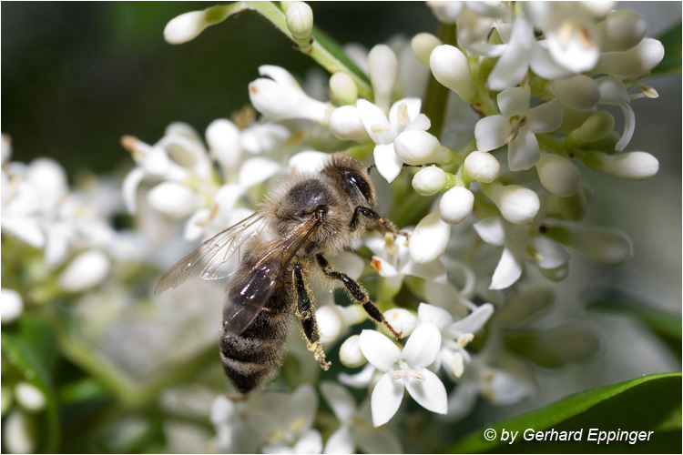 50286.jpg - Honigbiene (Apis mellifera)