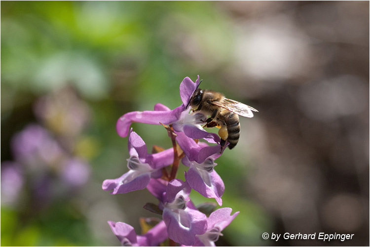 54135.jpg - Hohler Lerchensporn (Corydalis cava)
