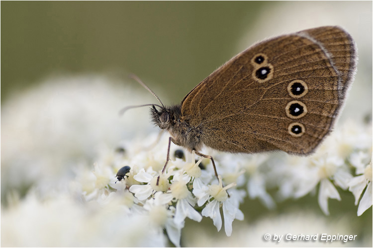 54531.jpg - Brauner Waldvogel (Aphantopus hyperantus)