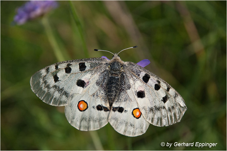 54658.jpg - Apollafalter (Parnassius apollo)