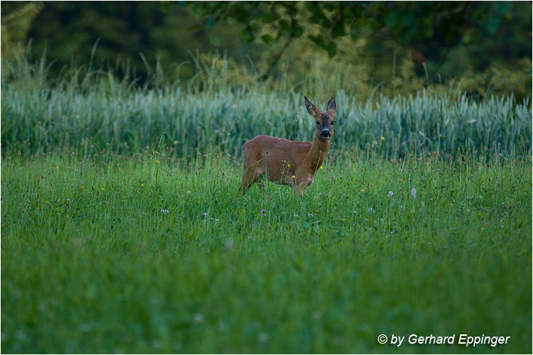 50174.jpg - Reh (Capreolus capreolus)