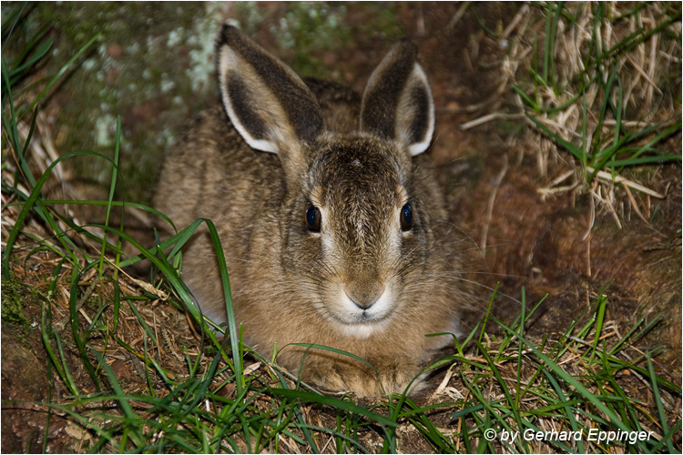 51316.jpg - Wildkaninchen (Oryctolagus cuniculus)